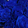 10 roses bleues