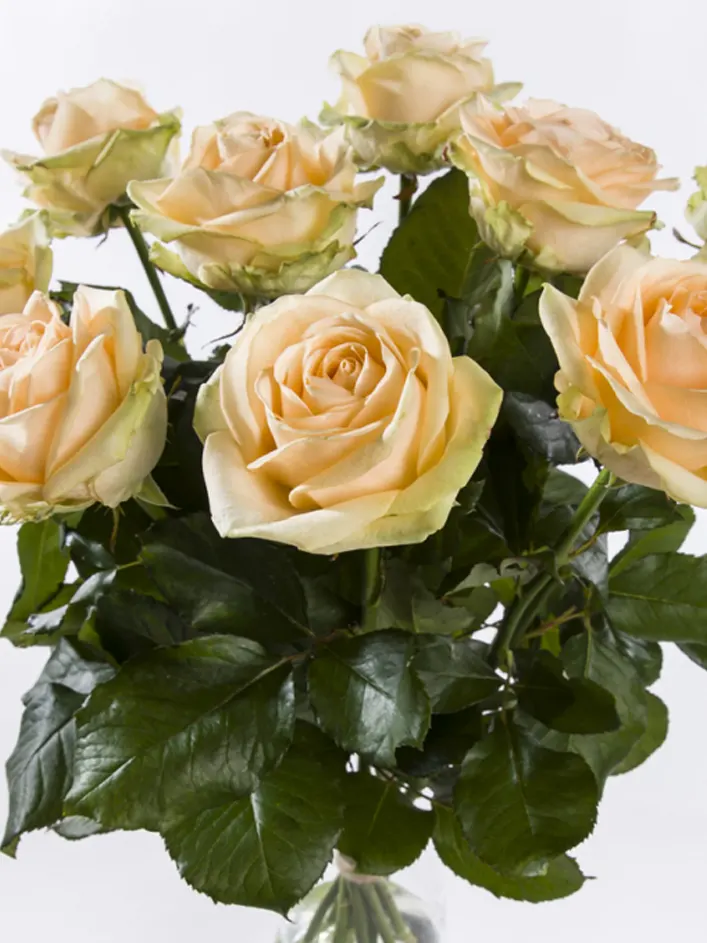 10 roses couleur saumon - Avalanche Peach -5 10 roses couleur saumon - Avalanche Peach