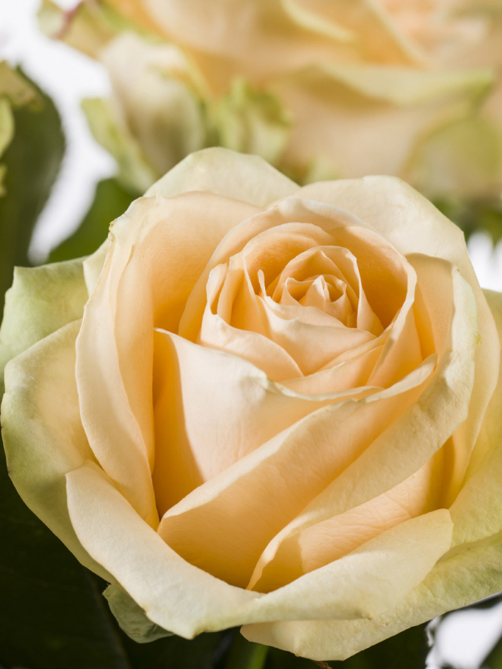 10 roses couleur saumon - Avalanche Peach 10 roses couleur saumon - Avalanche Peach