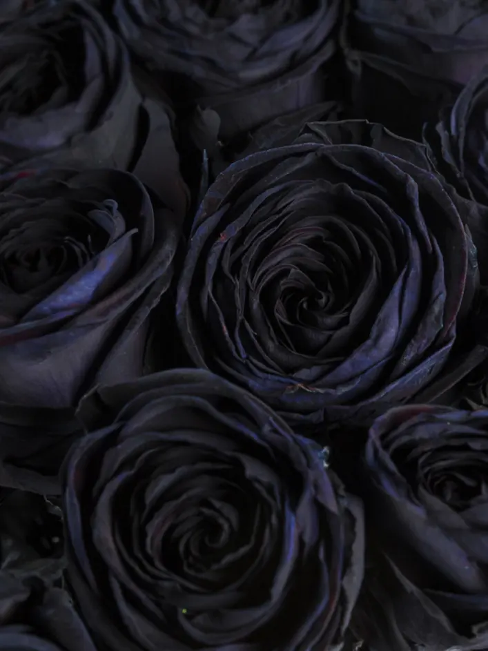 10 roses noires 10 roses noires