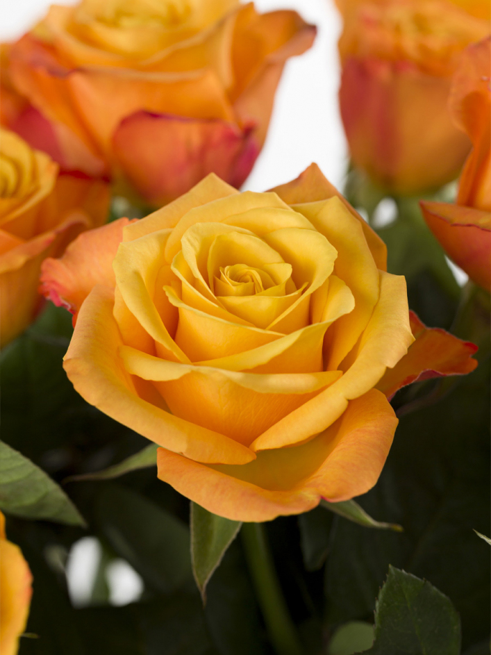 10 roses oranges 10 roses oranges