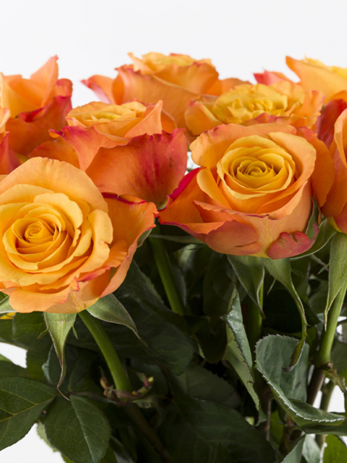 10 roses oranges 10 roses oranges