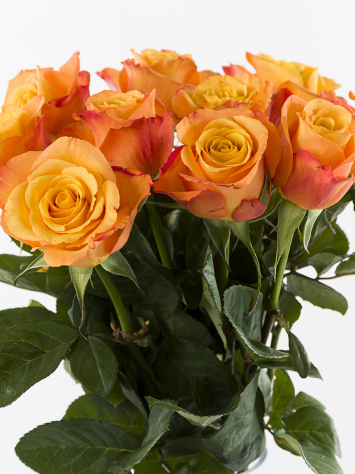10 roses oranges 10 roses oranges