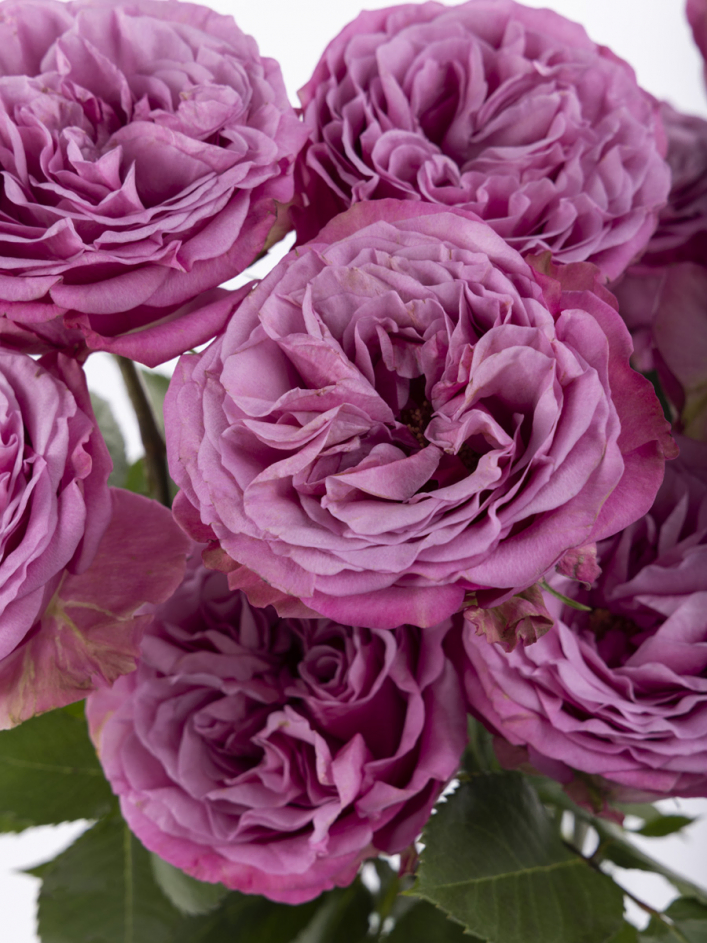 10 roses violettes 10 roses violettes