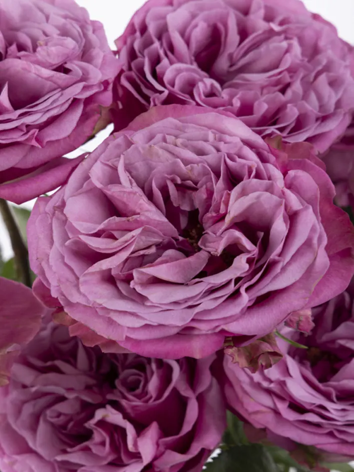 10 roses violettes 10 roses violettes