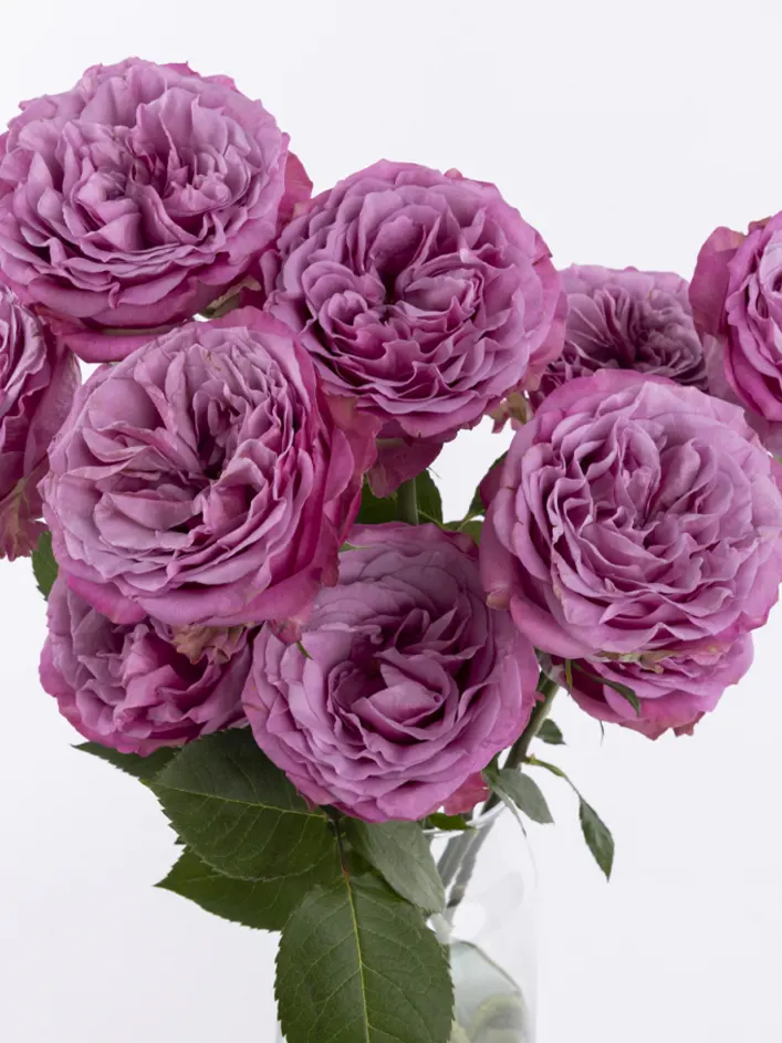 10 roses violettes 10 roses violettes