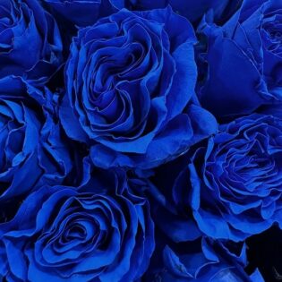 150 roses bleues