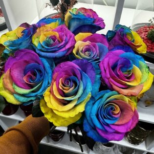 Roses arc-en-ciel