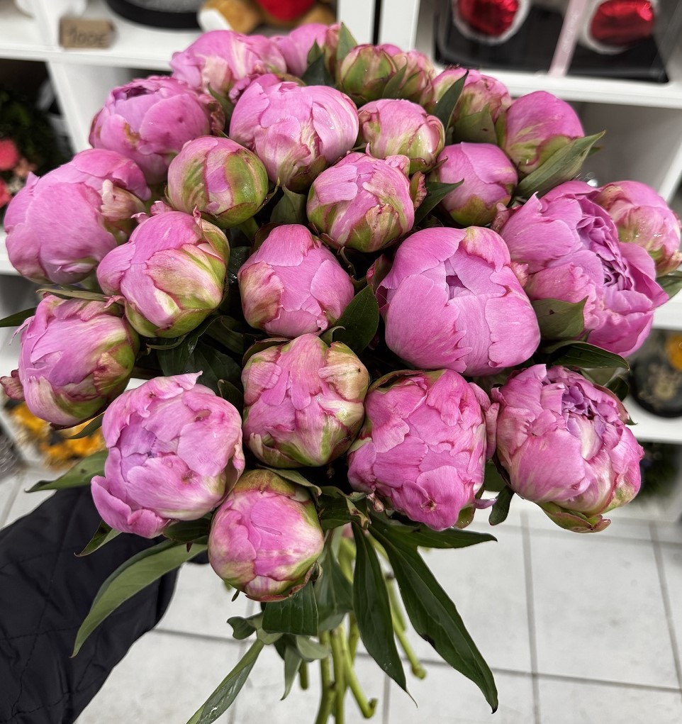 Fraîcheur d’Été