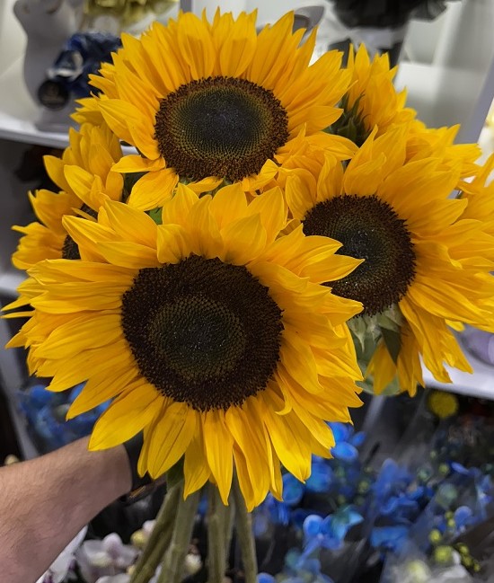 Le bouquet de Tournesols Soléa-1
