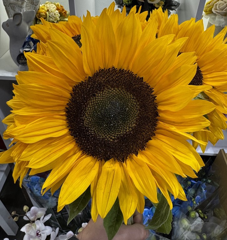 Le bouquet de Tournesols Soléa-2