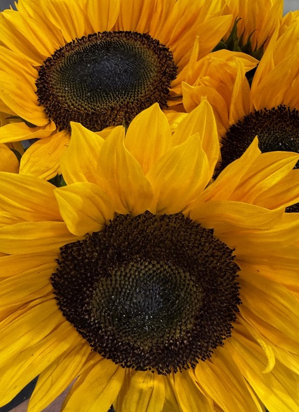 Le bouquet de Tournesols Soléa-3