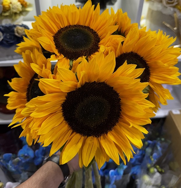 Le bouquet de Tournesols Soléa