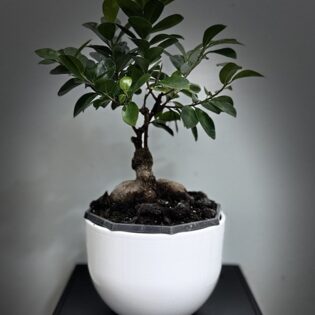 Bonsaï-Ficus Microcarpa