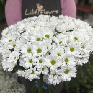 Chrysanthèmes blanches