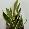 Sansevieria-langue de belle-mère-1