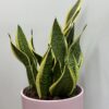 Sansevieria-langue de belle-mère-2