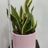 Sansevieria-langue de belle-mère-3