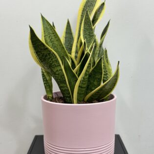 Sansevieria langue de belle-mère
